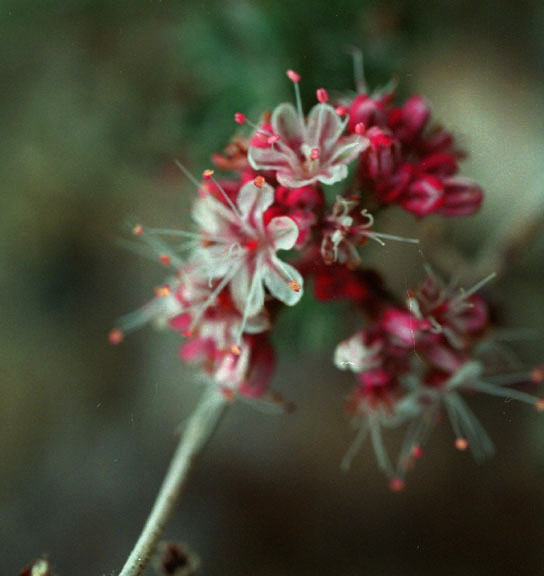 Eriogonum fasciculatum v.polifolium