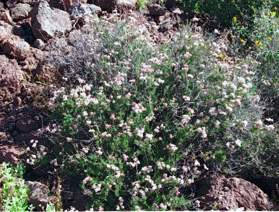 Eriogonum fasciculatum v.polifolium