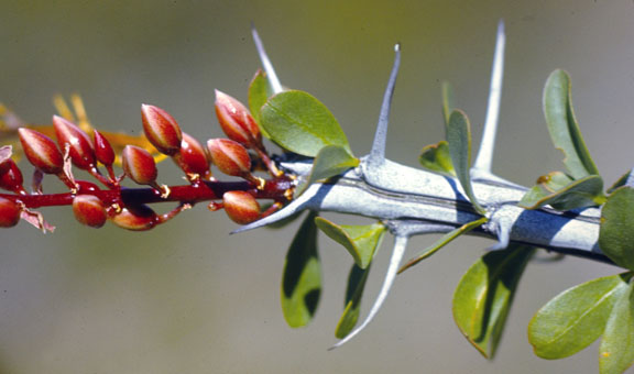 Fouquieria splendens ssp.splendens
