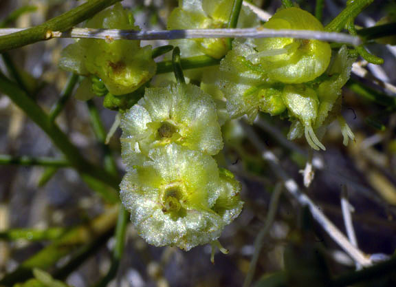 Ambrosia salsola var. pentalepis