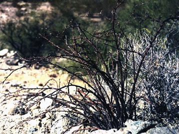 Jatropha cardiophylla