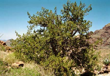 Juniperus arizonica