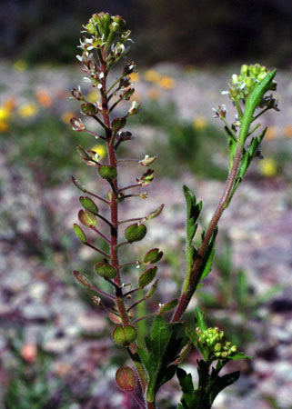 Lepidium lasiocarpum ssp.lasiocarpum