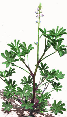 Lupinus concinnus