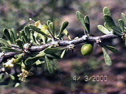 Lycium macrodon A.gray v. macrodon