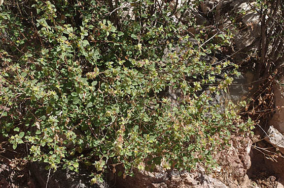 Malvastrum bicuspidatum ssp.bicuspidatum