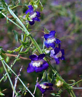 Maurandella antirrhiniflora (Humboldt & Bonpland ex Willdenow) Rothmale