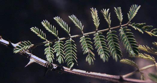 Mimosa distachya v.laxiflora