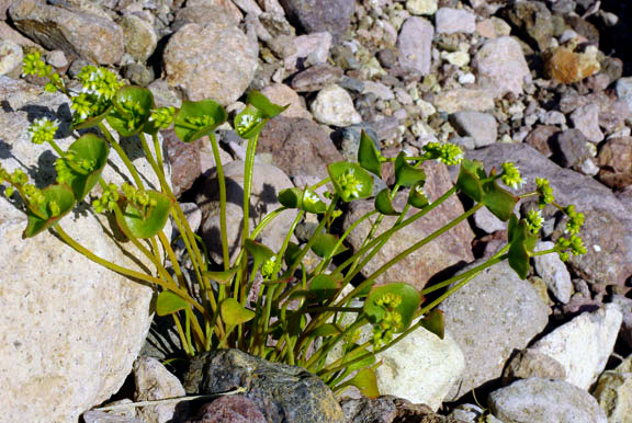 Claytonia perfoliata Donn ex Willdenow subsp. mexicana (Rydberg) J.M. Miller & K.L. Chambers 