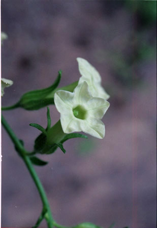 Nicotiana obtusifolia 