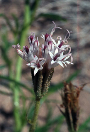 Palafoxia arida v.arida
