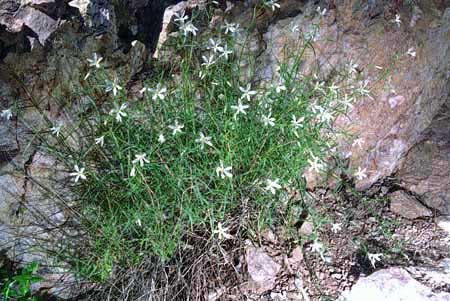 Phlox tenuifolia