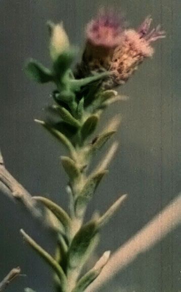 Pluchea sericea (Nuttall) Coville
