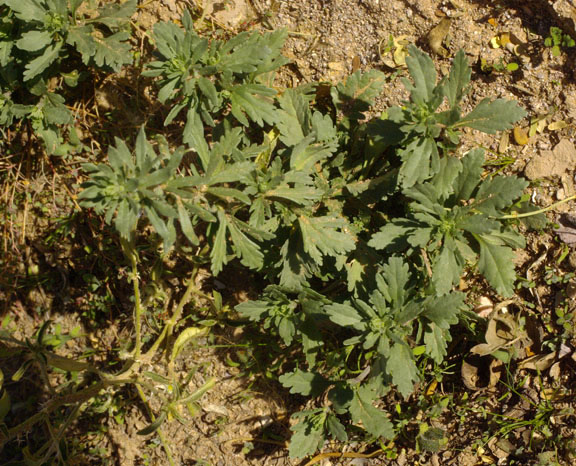 Teucrium cubense subsp. depressum