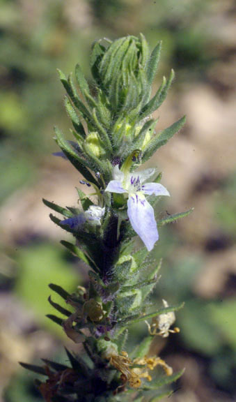 Teucrium cubense subsp. depressum