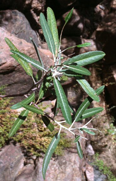 Vauquelinia californica ssp.sonorensis
