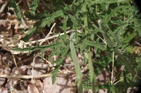 Verbena menthifolia
