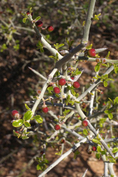 Ziziphus obtusifolia var. canescens